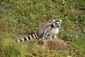Lemur katta aap madagascar