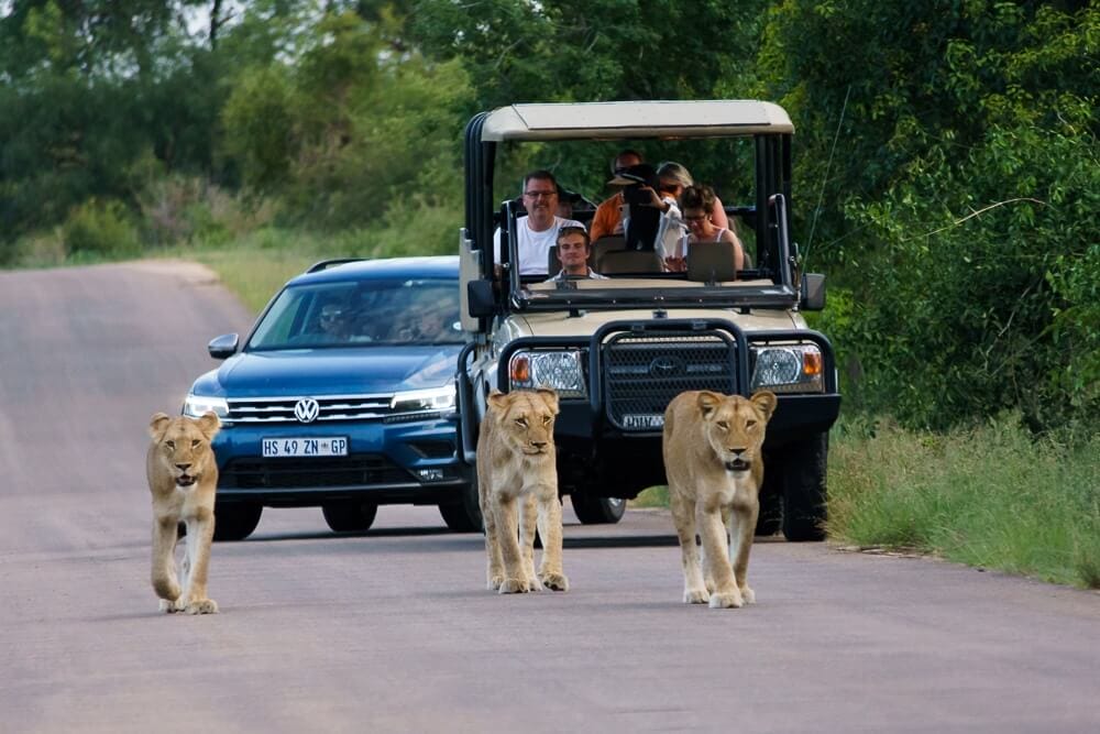 Rondreis Zuid-Afrika: Kruger Park naar Kaapstad.