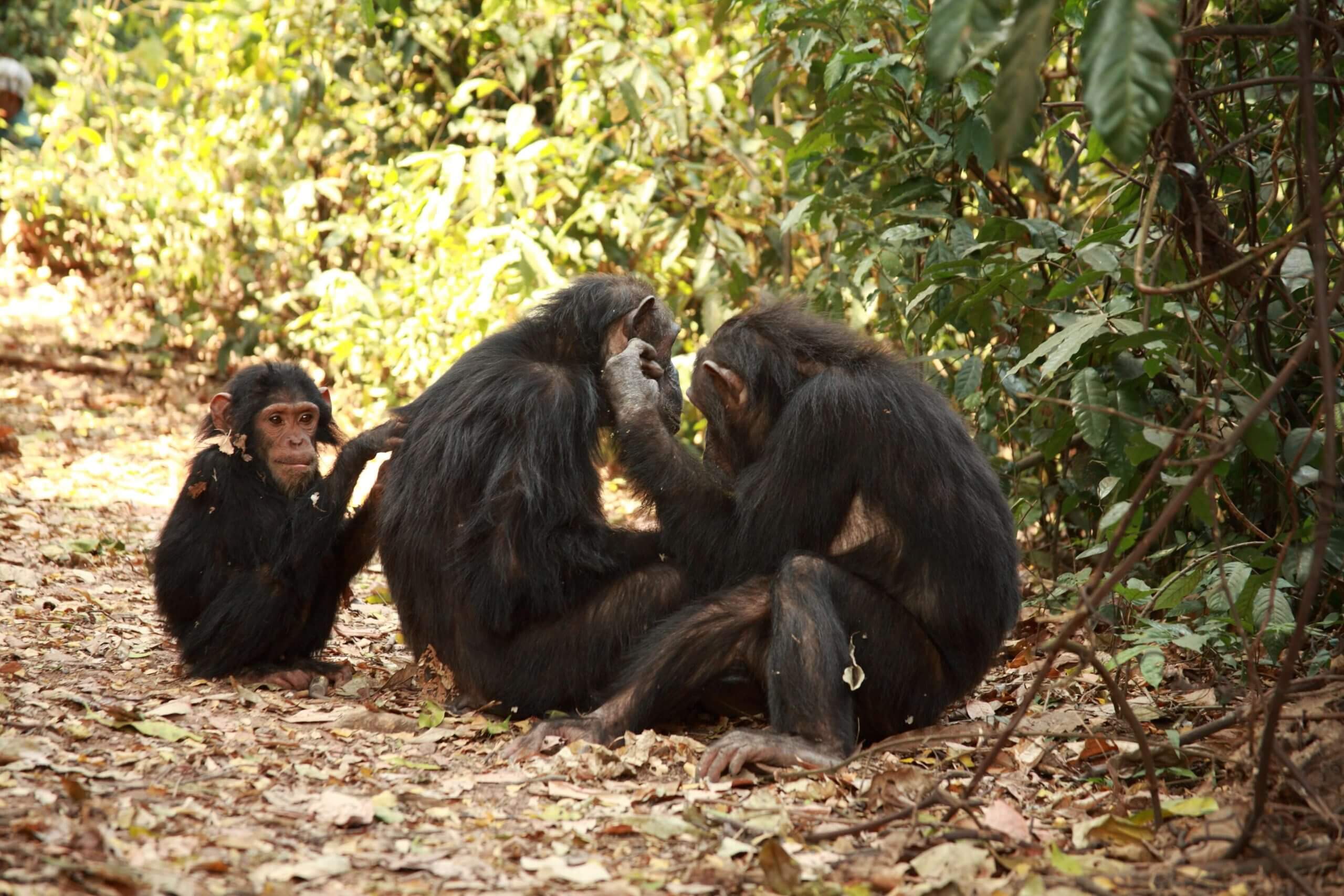Steun de chimpansees.
