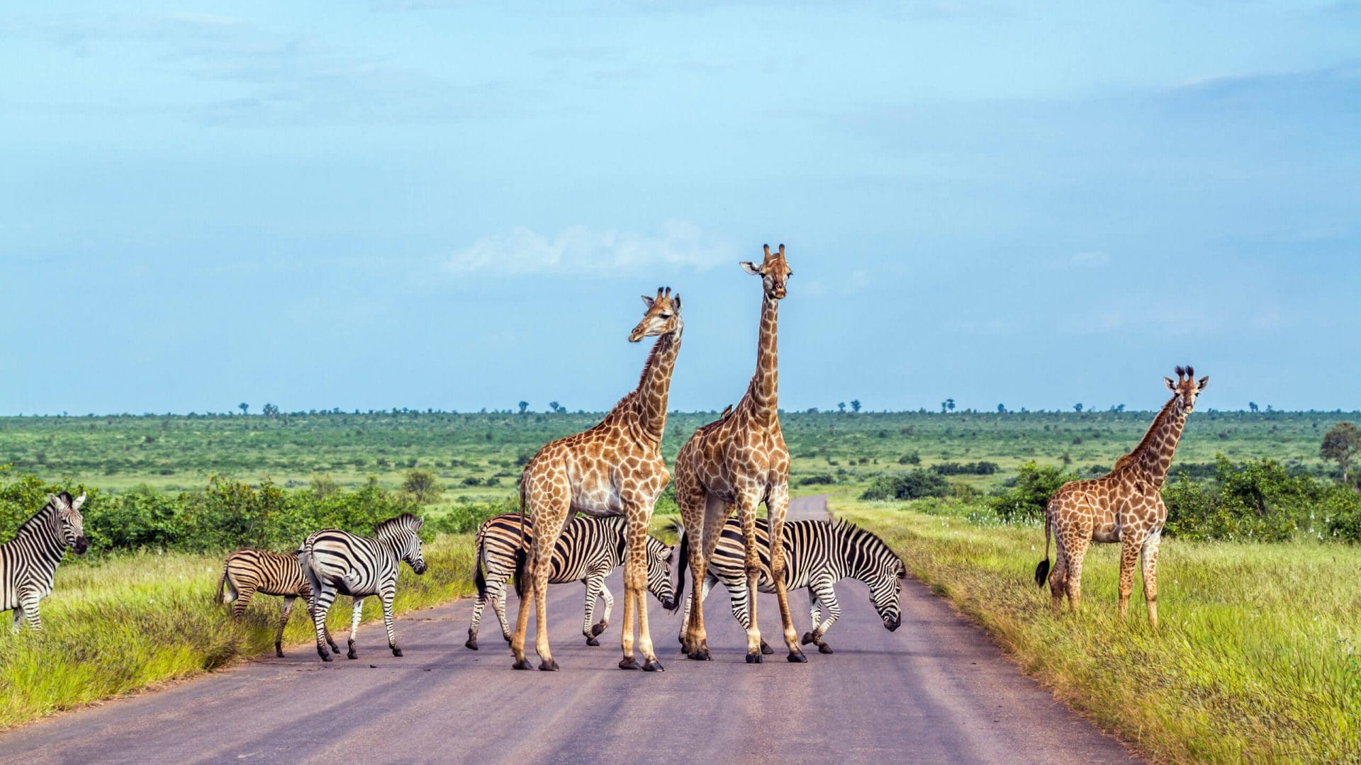 safari oost zuid afrika
